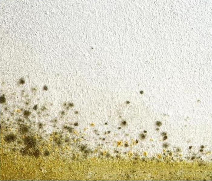 Suspect mold in your property? Call SERVPRO of Central St. Petersburg / Pinellas Park at (727) 521-2562.