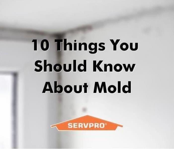 Have mold? Call SERVPRO of Central St. Petersburg / Pinellas Park today!